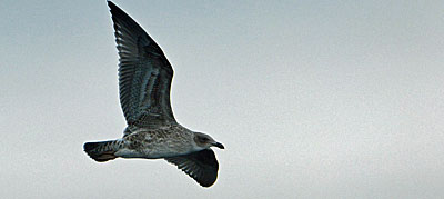 Antarctic Bird