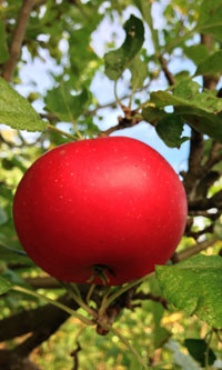 apple