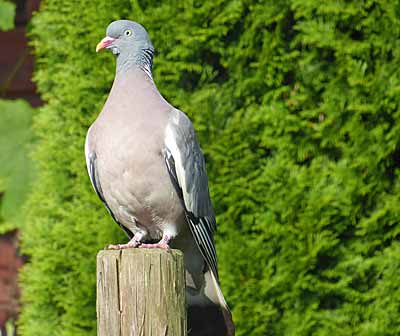 pigeon