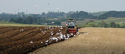 Plough the field