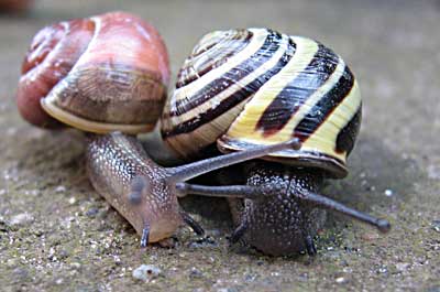 Snails after rain