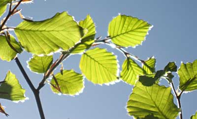 Green leaves