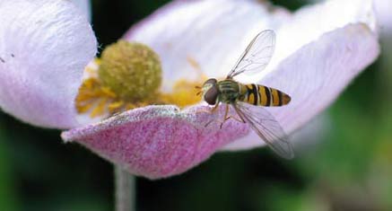 Hoverfly