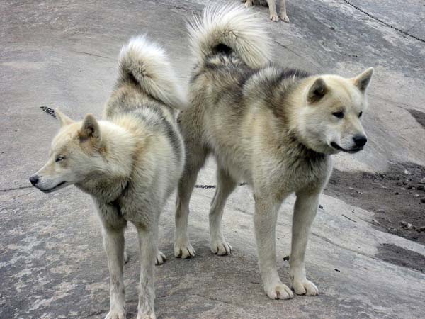 sled dogs